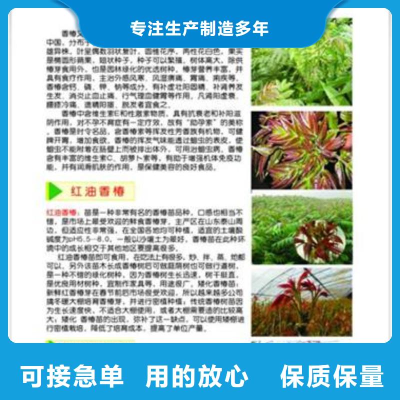 板栗苗兴海【香椿苗】-核桃苗保障