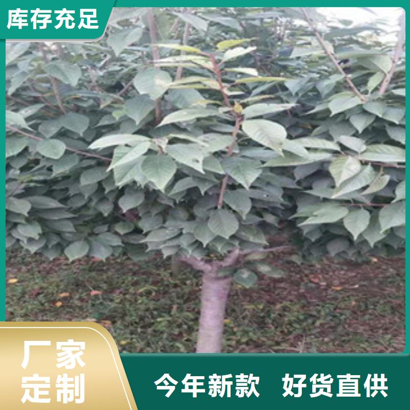 【樱花】_钙果苗产地采购覆盖范围含|宁明|龙州|北海|百色|贺州|南宁|河池|来宾|桂林