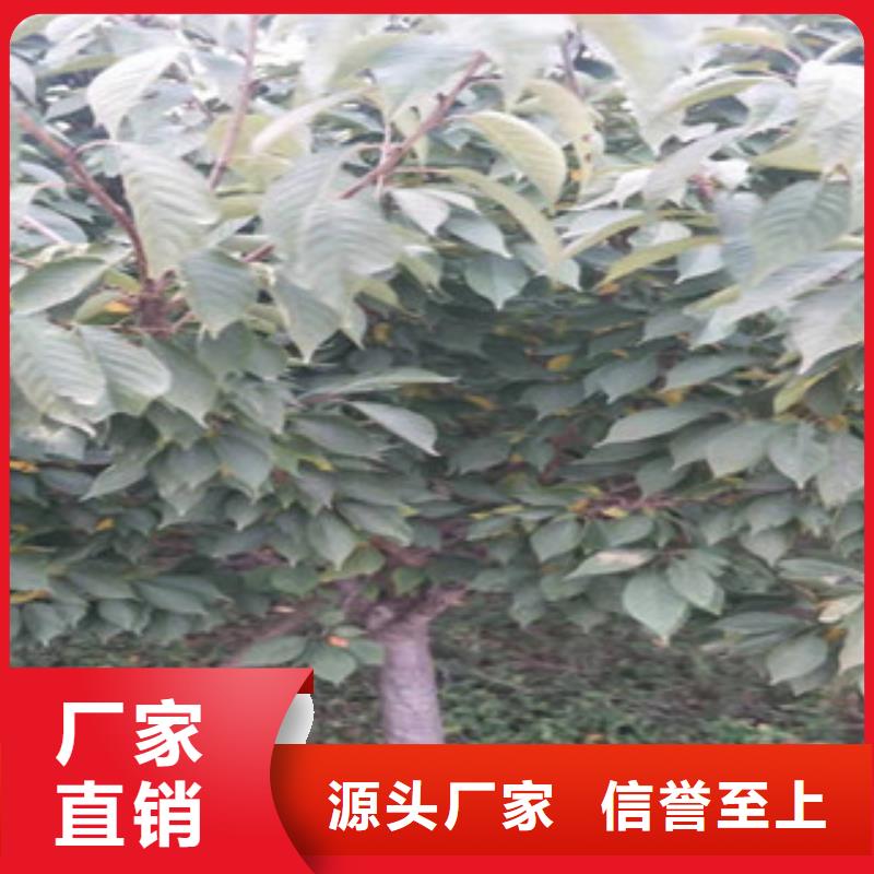 樱花占地果树商家直供