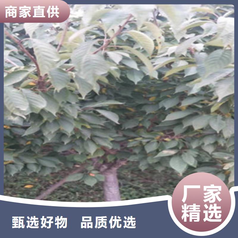 樱花蓝莓苗安装简单
