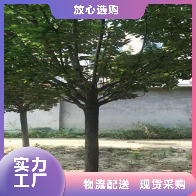 樱花碧桃产地采购