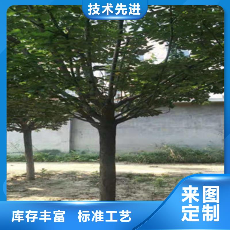 樱花树莓苗快捷的物流配送