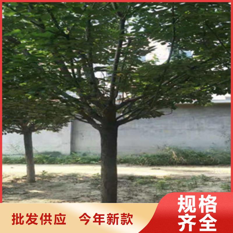 泰山景松 造型景松正家【樱花】蓝莓苗规格齐全