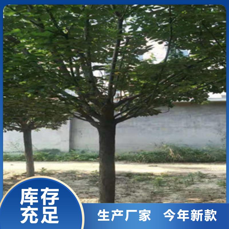 【樱花泰山景松造型景松优选好材铸造好品质】