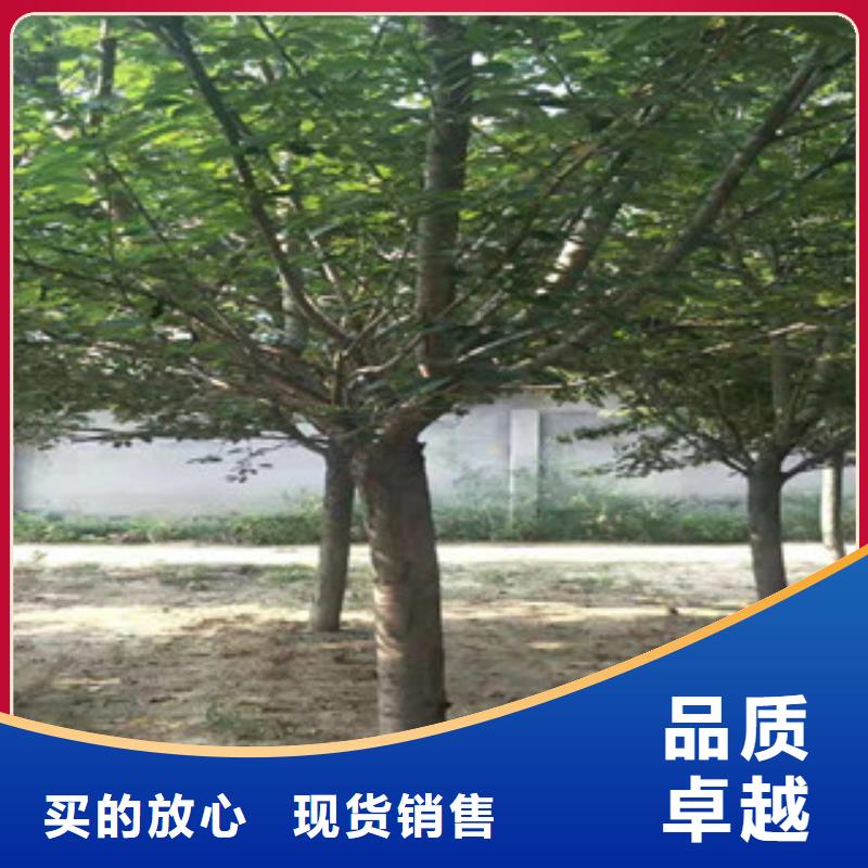泰山景松 造型景松正家【樱花】蓝莓苗规格齐全