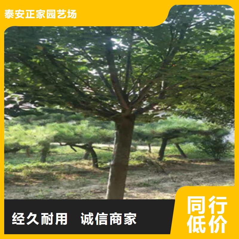 【樱花泰山景松造型景松优选好材铸造好品质】