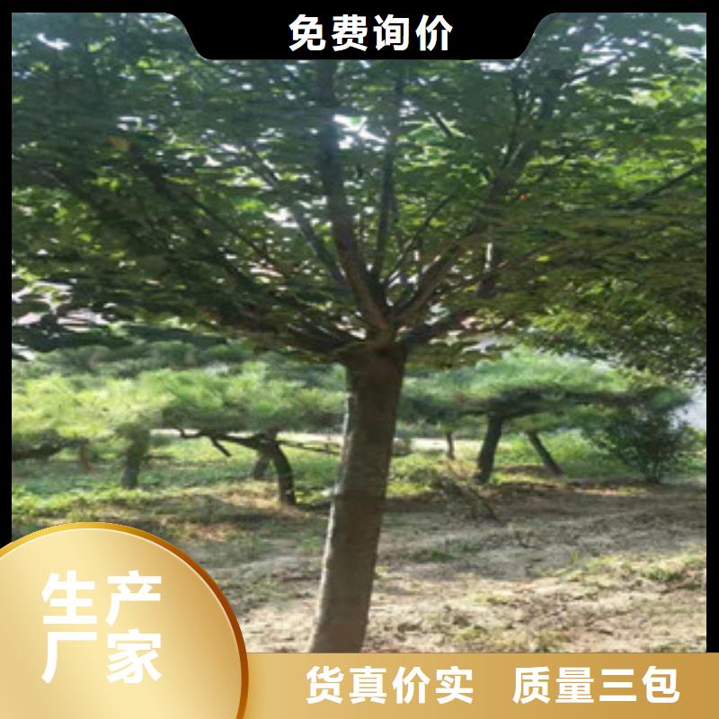 樱花核桃苗樱花苗长果桑树苗好货采购