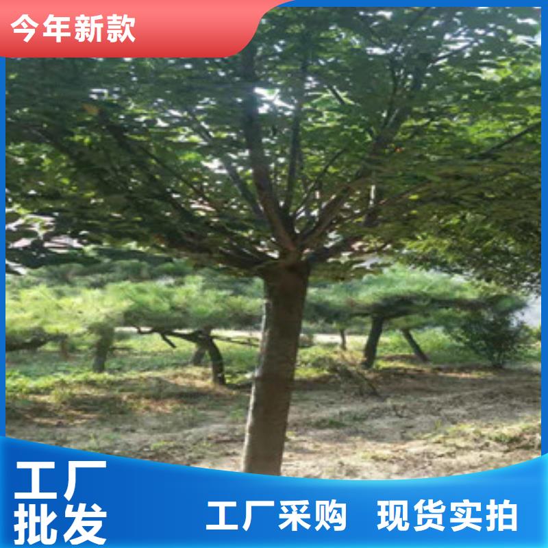 樱花钙果苗品牌企业