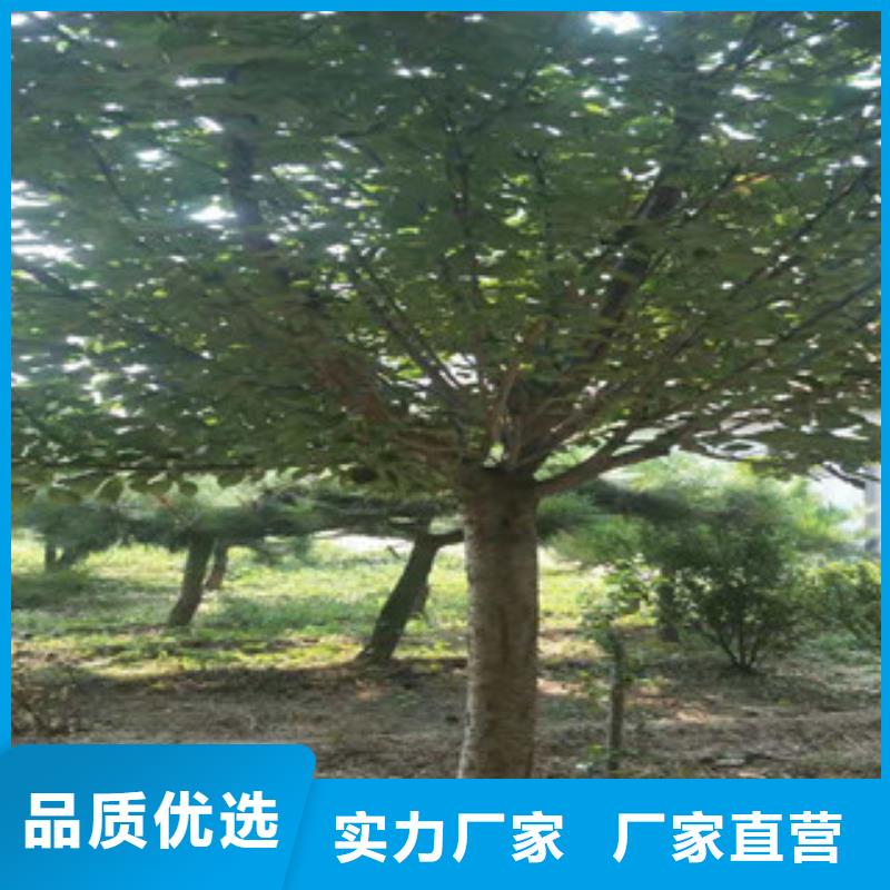 樱花占地果树现货快速采购