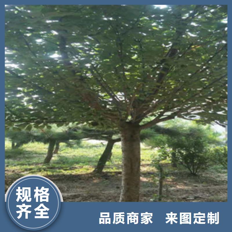 樱花树莓苗快捷的物流配送