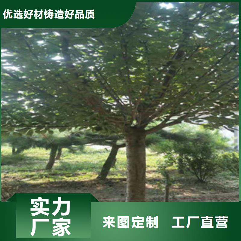 樱花,【钙果苗】满足客户需求