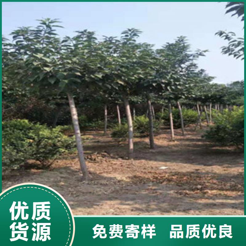 【樱花,核桃苗樱花苗长果桑树苗品质信得过】