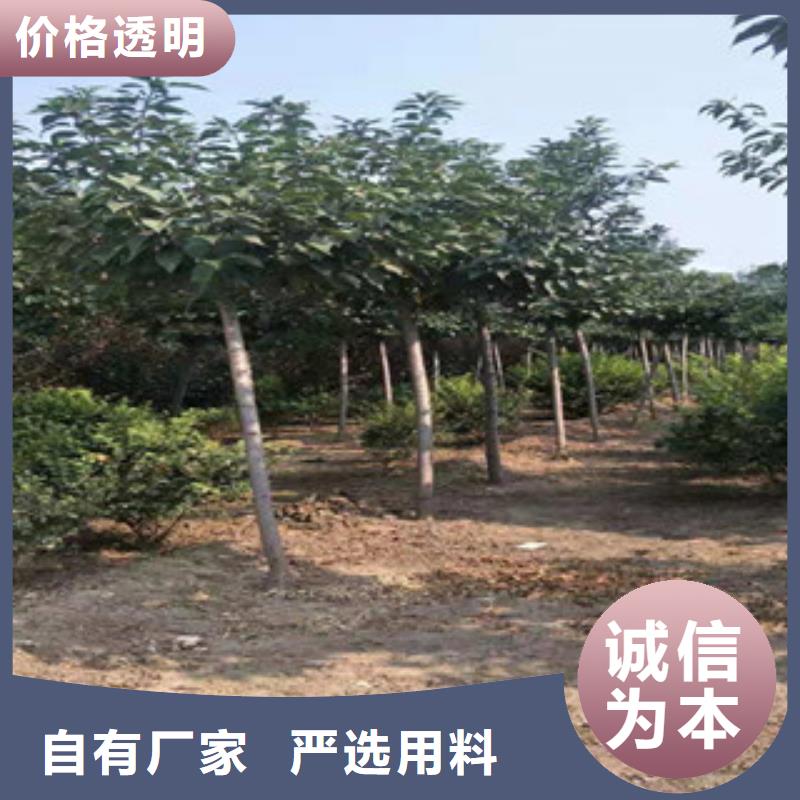 樱花钙果苗真正的源头厂家