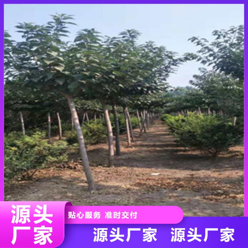 樱花钙果苗品牌企业