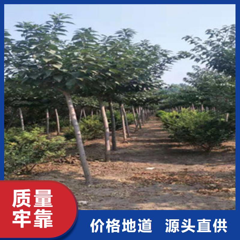 泰山景松 造型景松视频-江西省景德镇市|昌江|浮梁|新余|吉安|宜春|南昌|萍乡|九江泰山景松 造型景松-正家