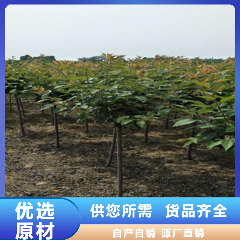 【樱花占地果树厂家直销省心省钱】