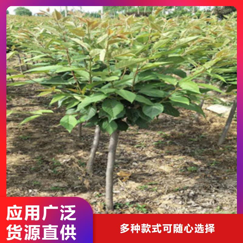 樱花钙果苗真正的源头厂家