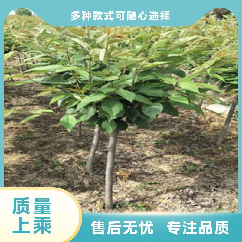 樱花钙果苗品牌企业
