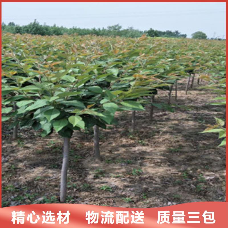 樱花钙果苗品牌企业