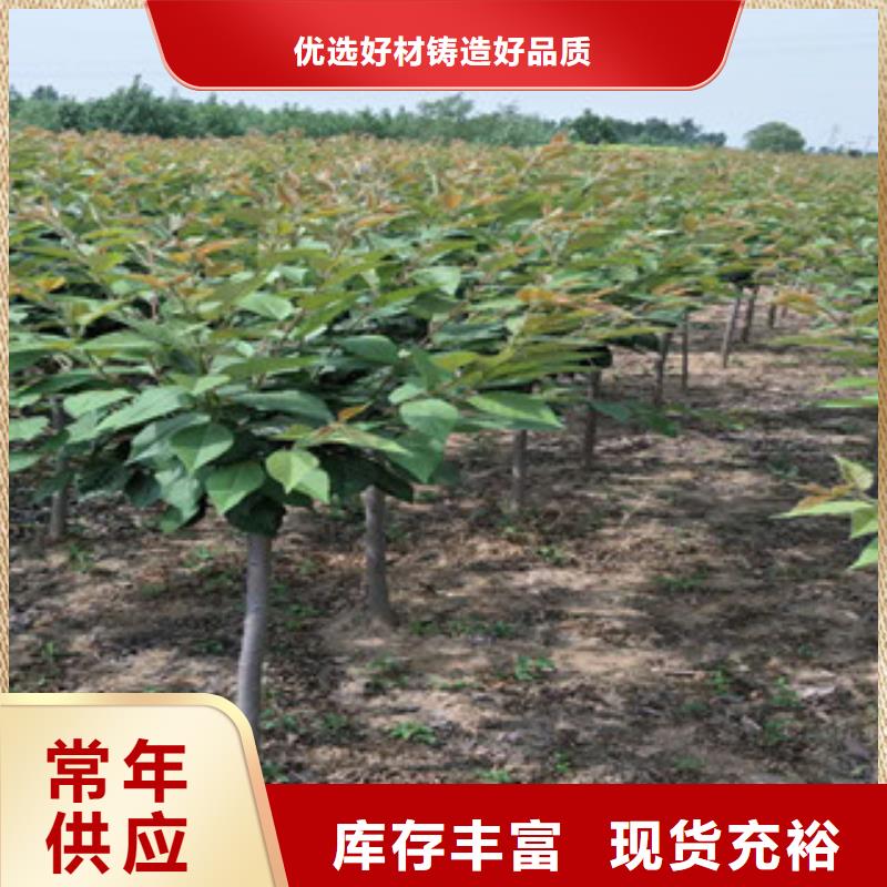泰山景松 造型景松正家【樱花】蓝莓苗规格齐全