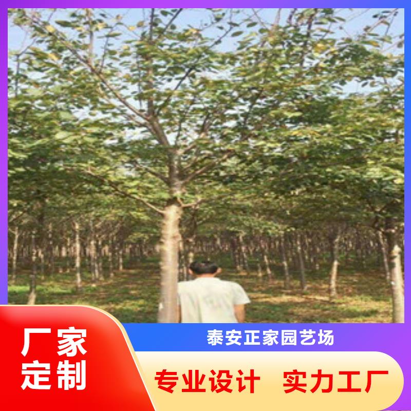 樱花,【钙果苗】满足客户需求