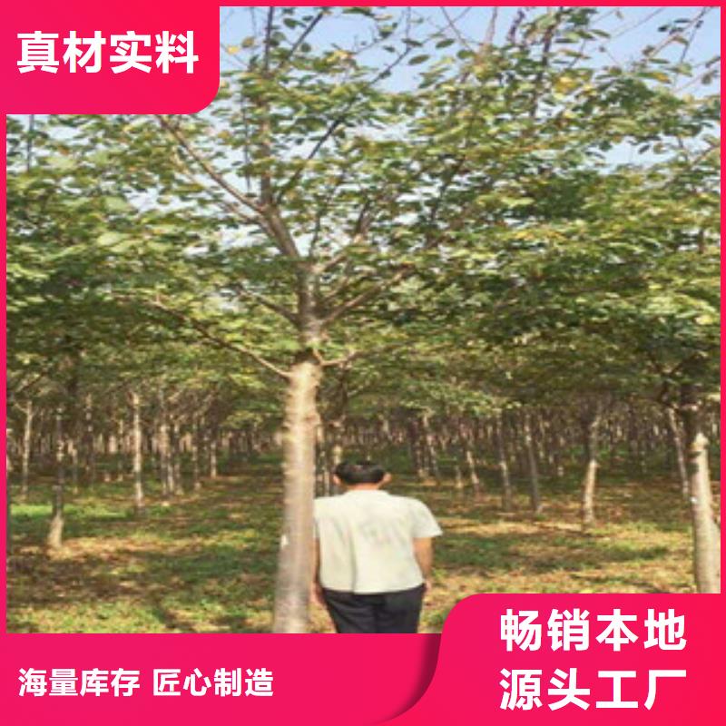 樱花钙果苗品牌企业