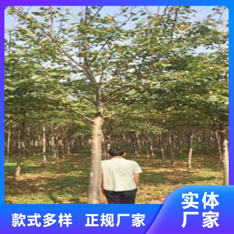 樱花碧桃产地采购