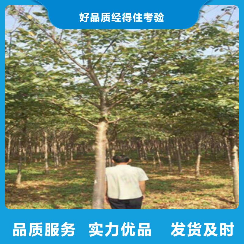 【樱花泰山景松造型景松优选好材铸造好品质】