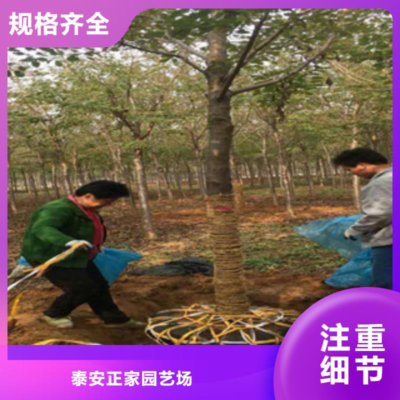 泰山景松 造型景松视频-江西省景德镇市|昌江|浮梁|新余|吉安|宜春|南昌|萍乡|九江泰山景松 造型景松-正家