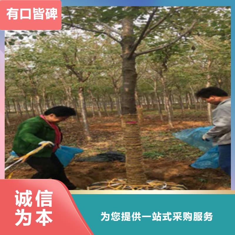 樱花绿化树绿化工程售后无忧