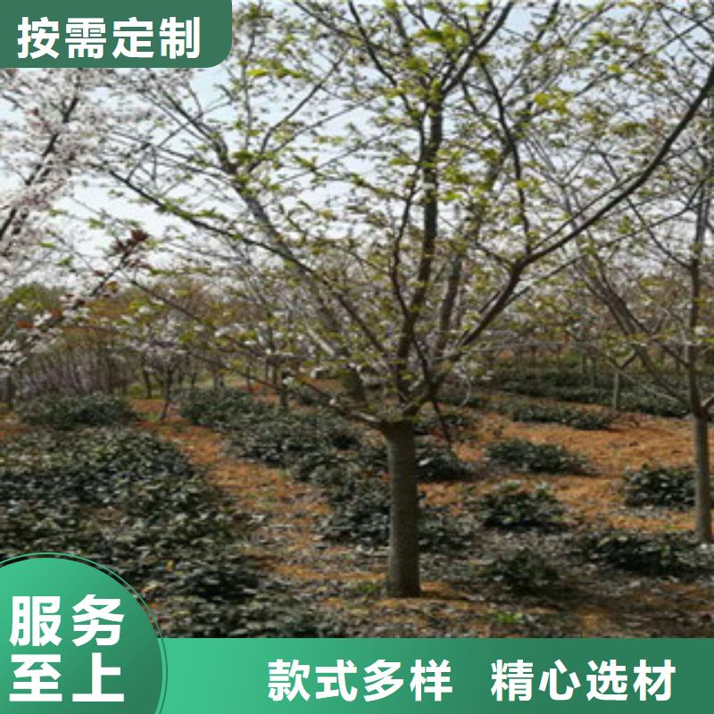 泰山景松 造型景松视频-江西省景德镇市|昌江|浮梁|新余|吉安|宜春|南昌|萍乡|九江泰山景松 造型景松-正家