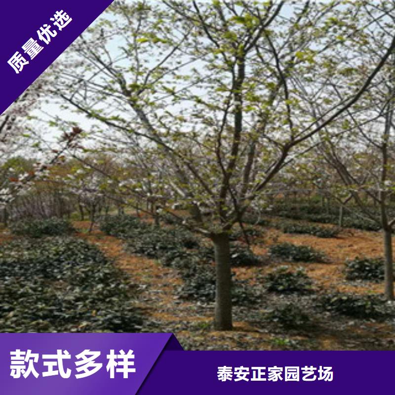 樱花钙果苗真正的源头厂家