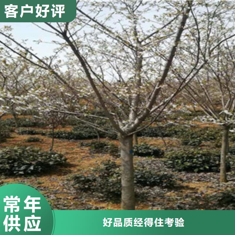 樱花_碧桃设计合理
