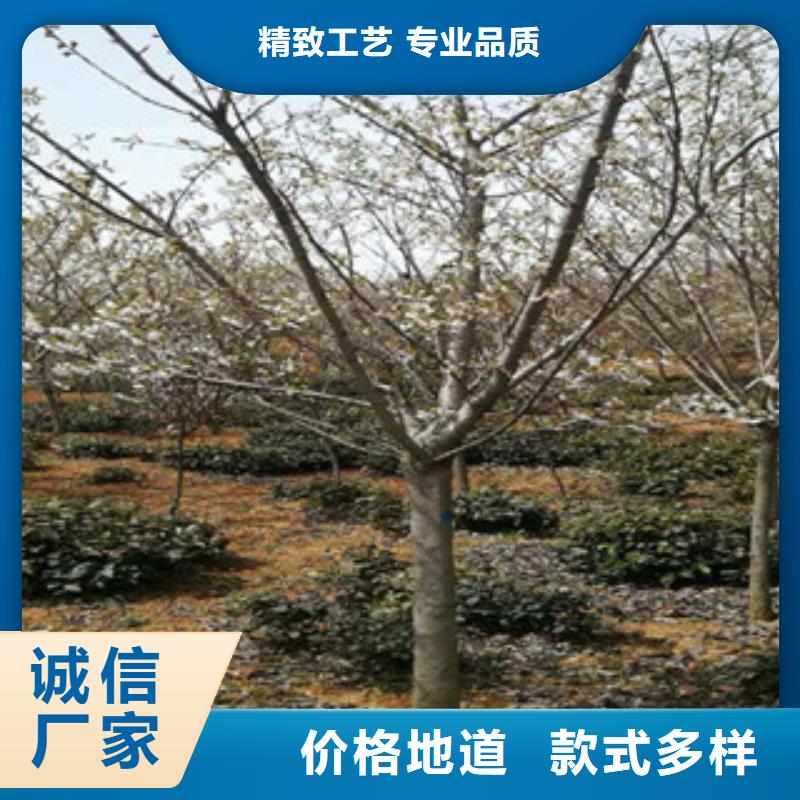 樱花树莓苗快捷的物流配送