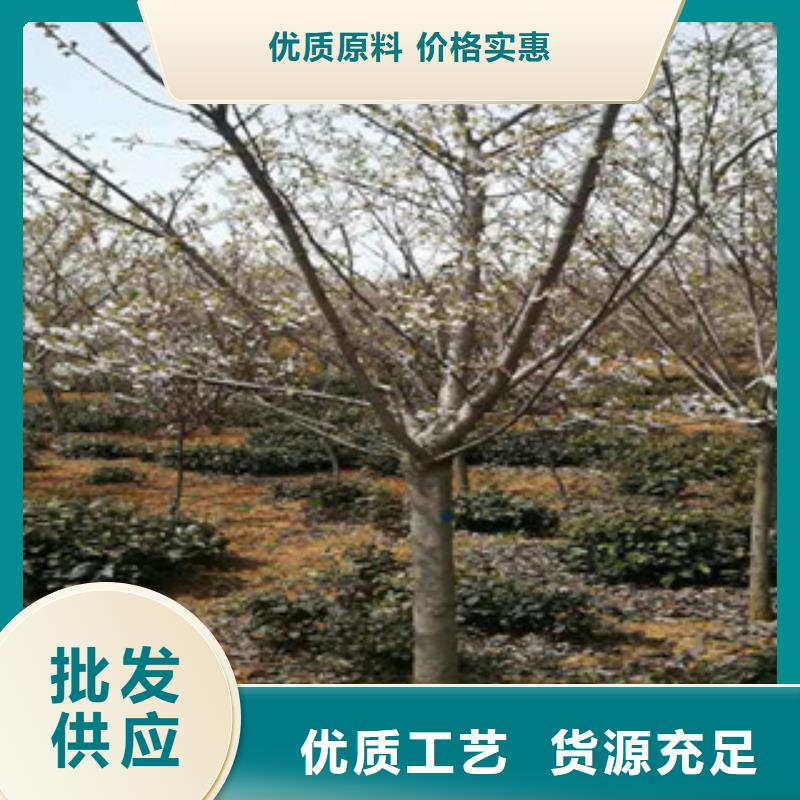 樱花_钙果苗诚信经营现货现发