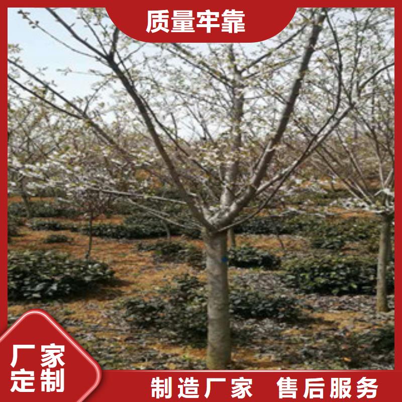 樱花钙果苗品牌企业