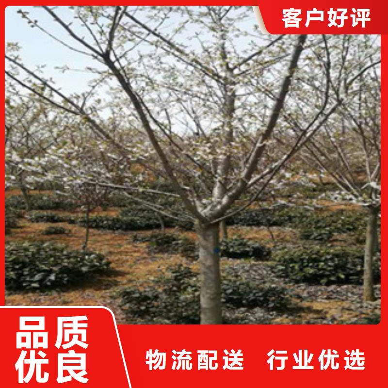 泰山景松 造型景松视频-江西省景德镇市|昌江|浮梁|新余|吉安|宜春|南昌|萍乡|九江泰山景松 造型景松-正家