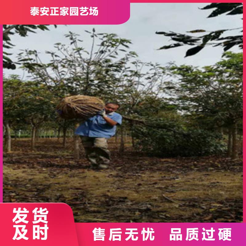 樱花碧桃产地采购