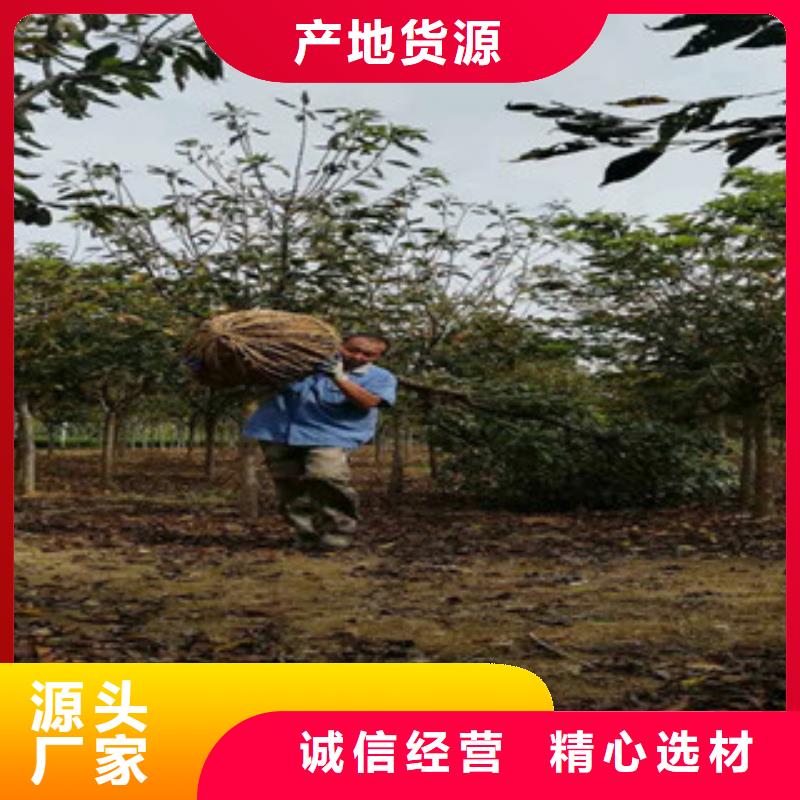 【樱花】_钙果苗产地采购覆盖范围含|宁明|龙州|北海|百色|贺州|南宁|河池|来宾|桂林
