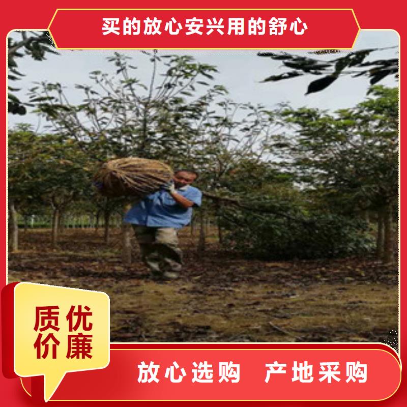 泰山景松 造型景松正家【樱花】蓝莓苗规格齐全