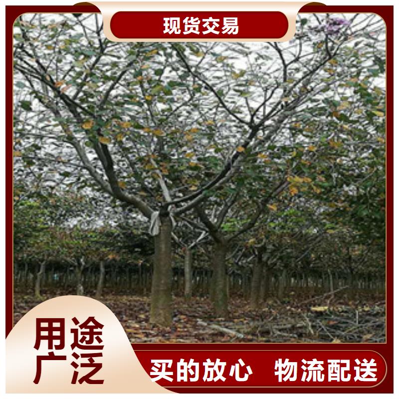 樱花_钙果苗诚信经营现货现发