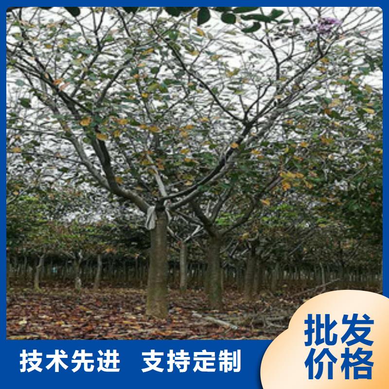樱花树莓苗快捷的物流配送