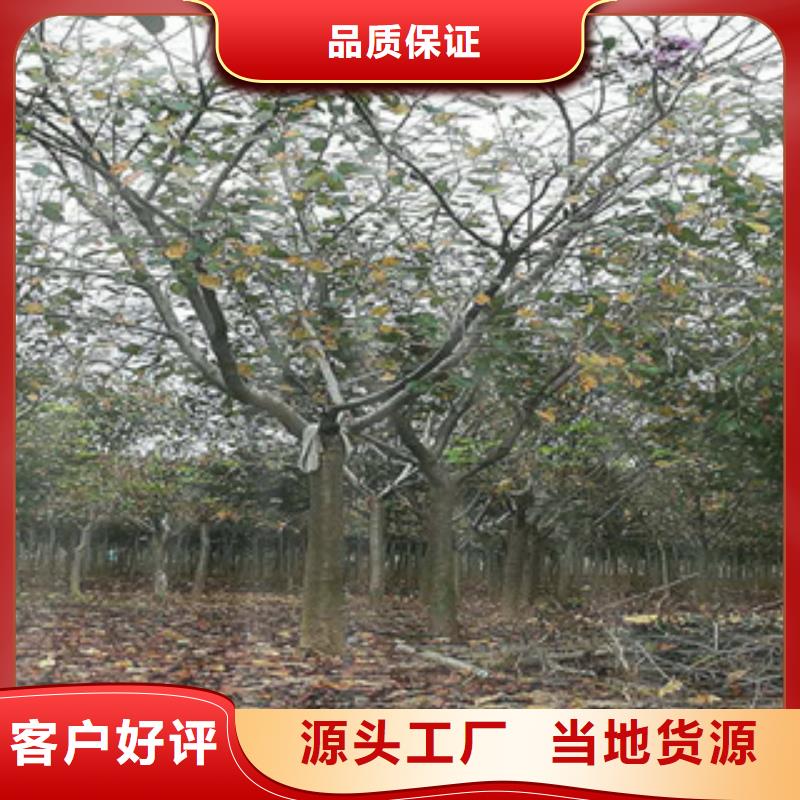【樱花,核桃苗樱花苗长果桑树苗品质信得过】