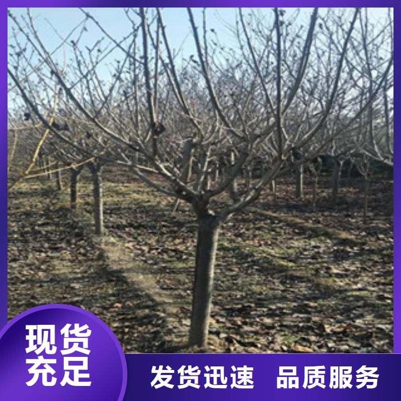 泰山景松 造型景松视频-江西省景德镇市|昌江|浮梁|新余|吉安|宜春|南昌|萍乡|九江泰山景松 造型景松-正家