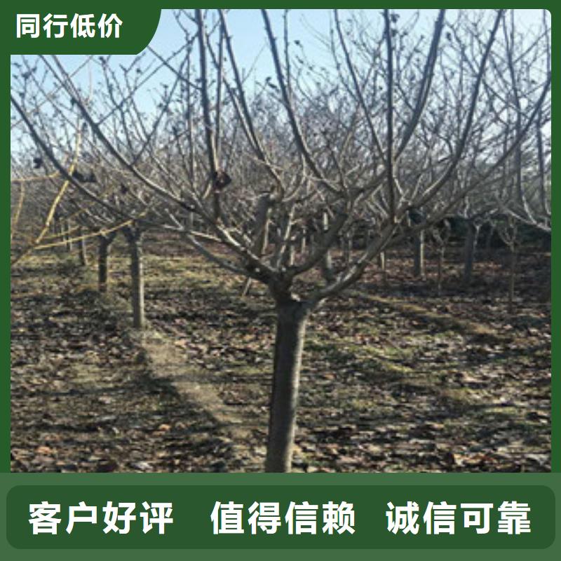樱花碧桃产地采购