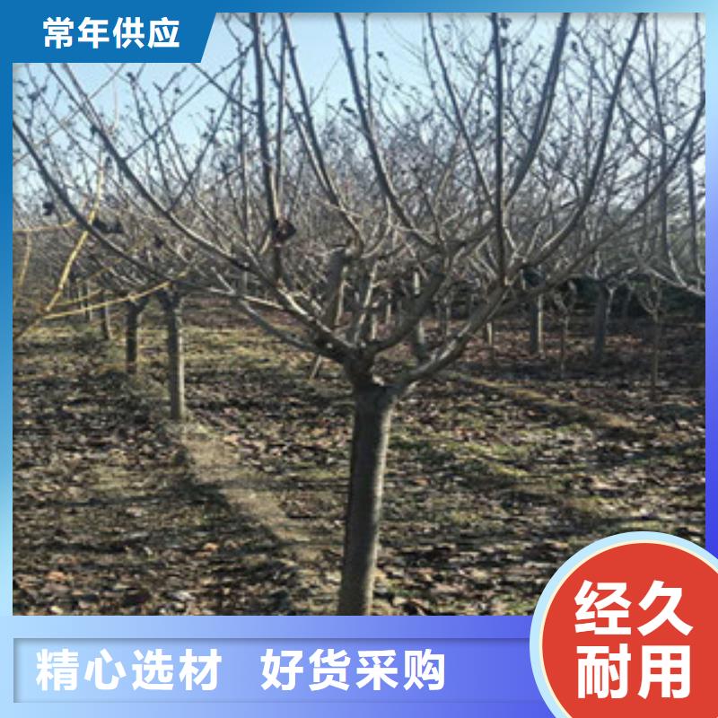樱花钙果苗品牌企业