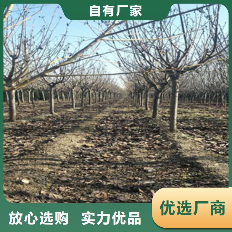 樱花占地果树商家直供