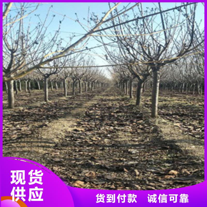 【樱花】_钙果苗产地采购覆盖范围含|宁明|龙州|北海|百色|贺州|南宁|河池|来宾|桂林