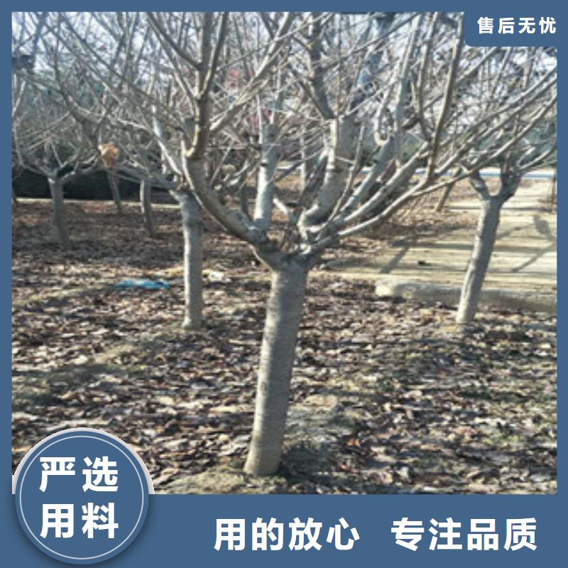 【樱花】_钙果苗产地采购覆盖范围含|宁明|龙州|北海|百色|贺州|南宁|河池|来宾|桂林