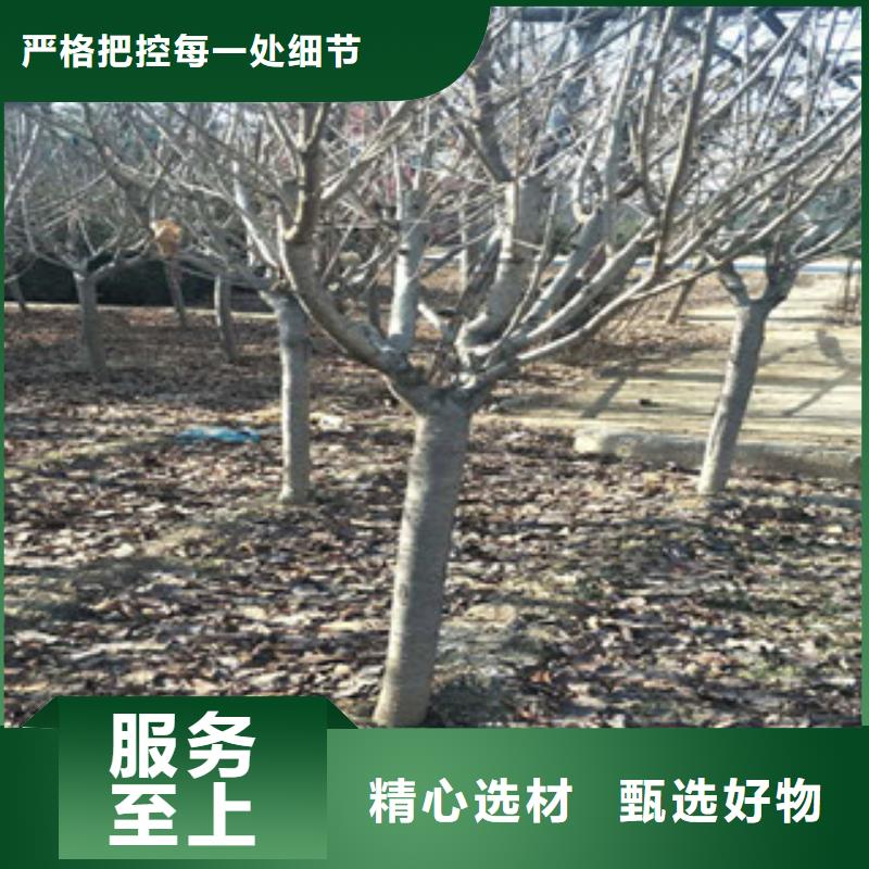 樱花蓝莓苗安装简单